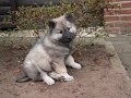 djago_w (76)